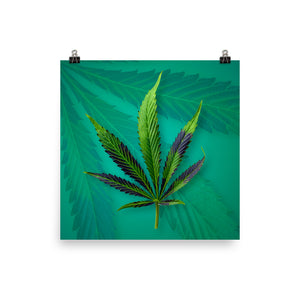 
                  
                    Load image into Gallery viewer, Magnum P.I. Fan Leaf from TreeHawk Farms
                  
                